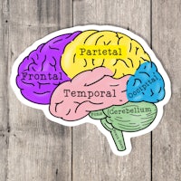 a sticker showing the parts of the human brain